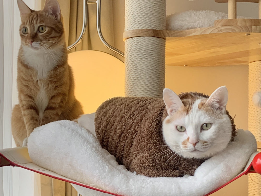 Why Cats Love Height: The Science Behind Cat Trees – ArkPet